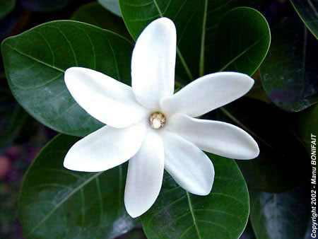 Tiare Tahiti-Our Lovely Gardenia