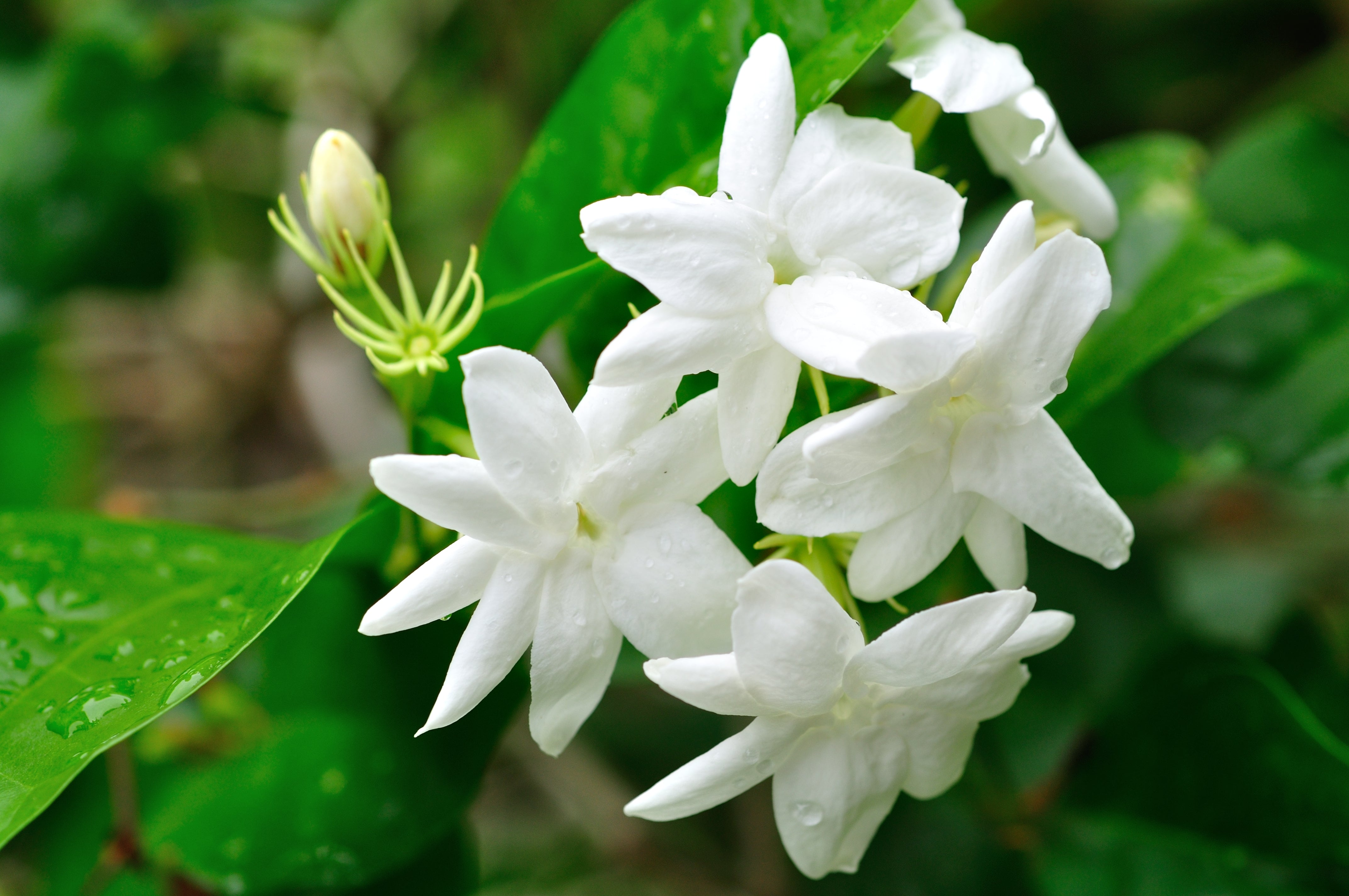 We love the scents of our beautiful islands