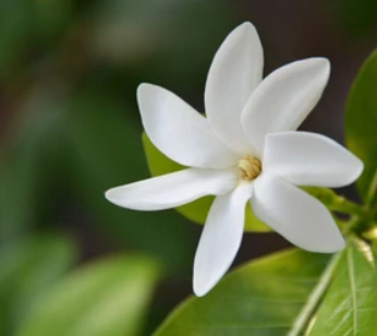 Tiare Tahiti-Our Lovely Gardenia